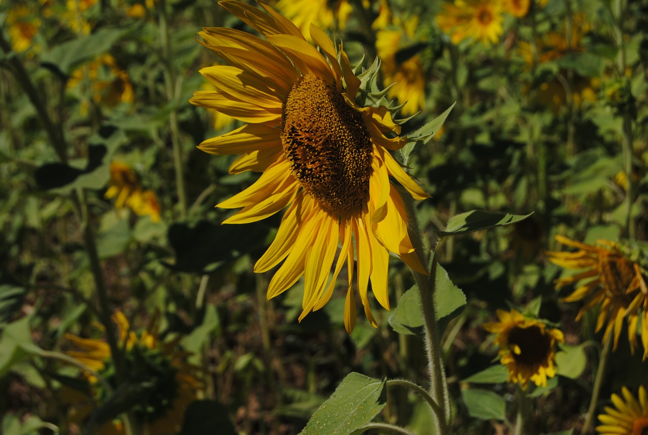 sunflower flower nature free photo