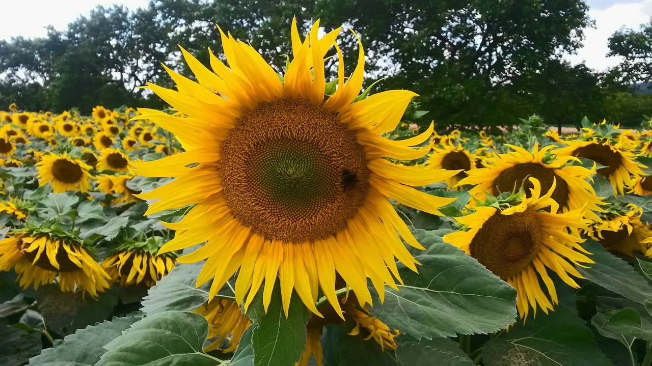 sunflower nature fields free photo