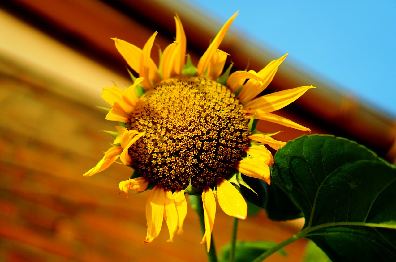 sunflower flowers yellow free photo