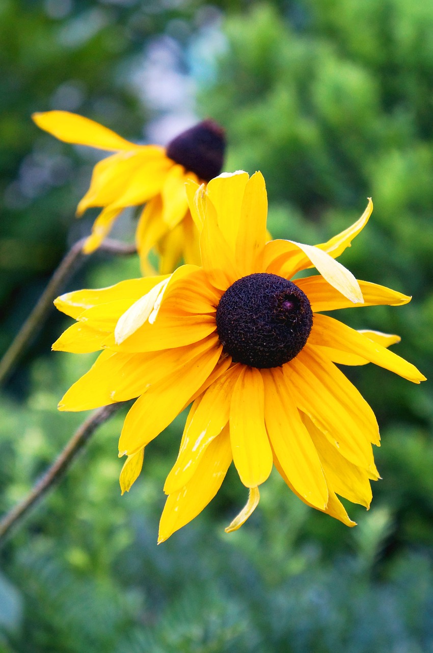 sunflower flowers yellow free photo