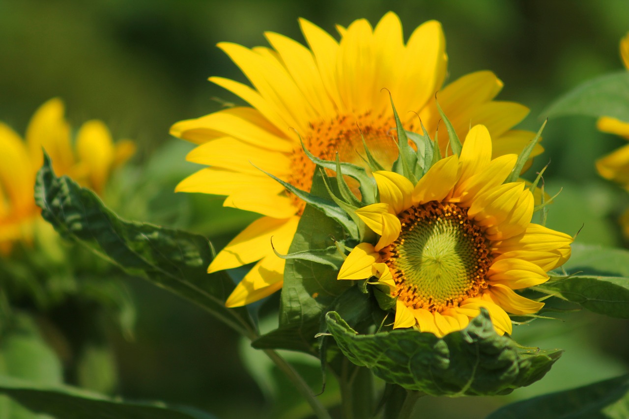 sunflower flower yellow free photo