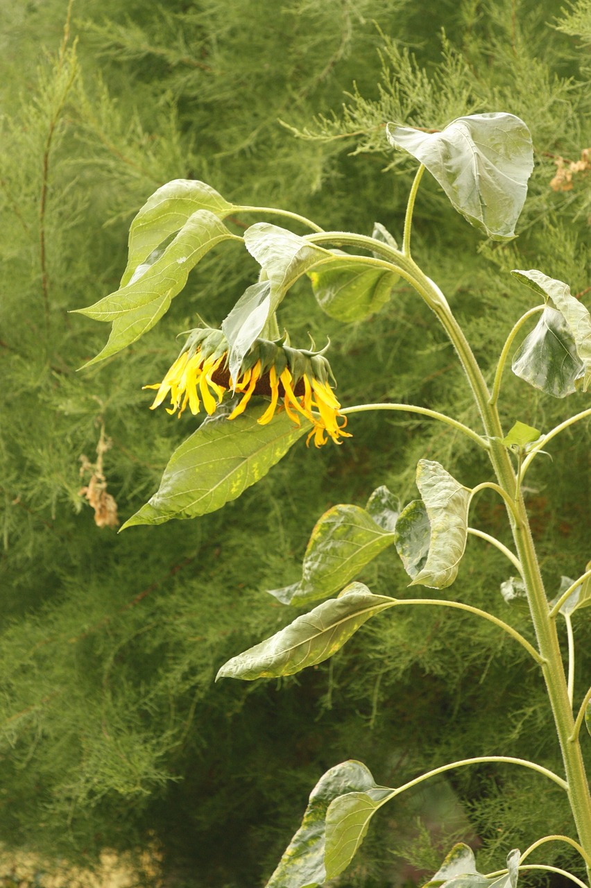 sunflower summer flower free photo