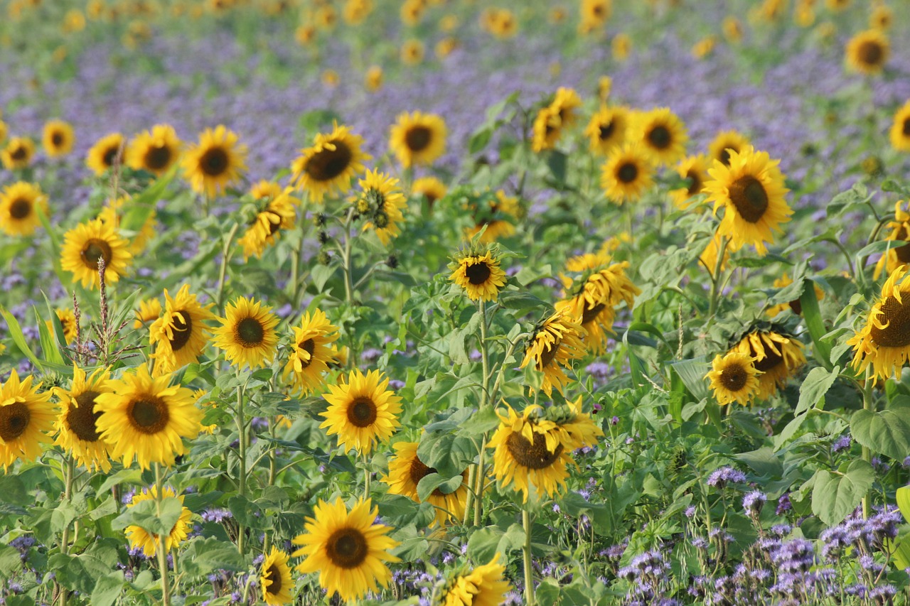 sunflower helianthus annuus composites free photo