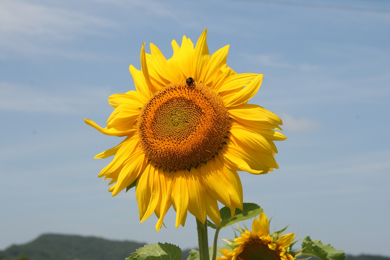 sunflower flower yellow free photo