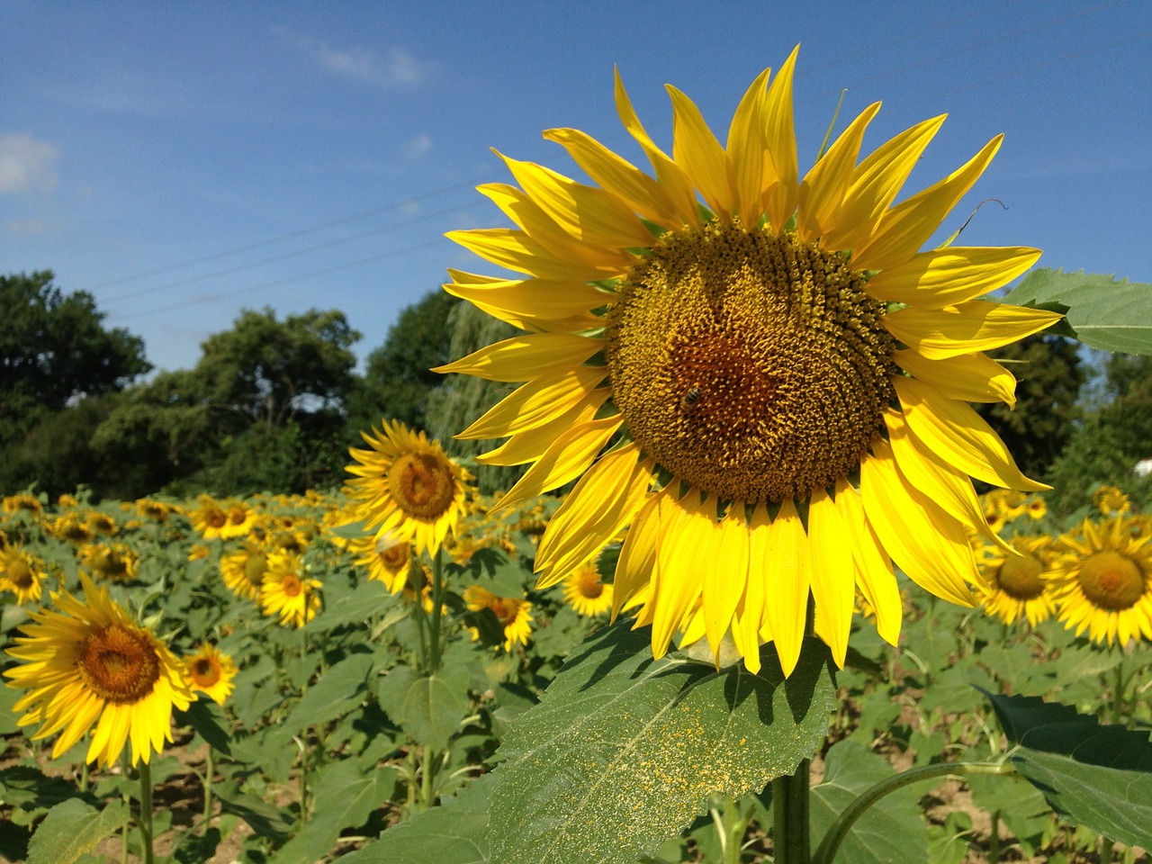 sunflower field summer free photo