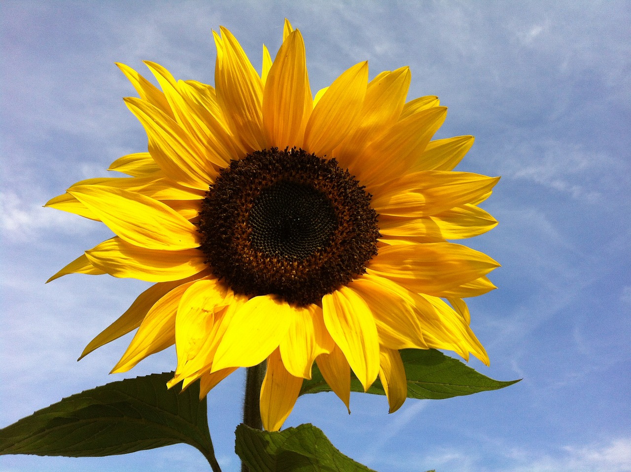 sunflower flower sky free photo