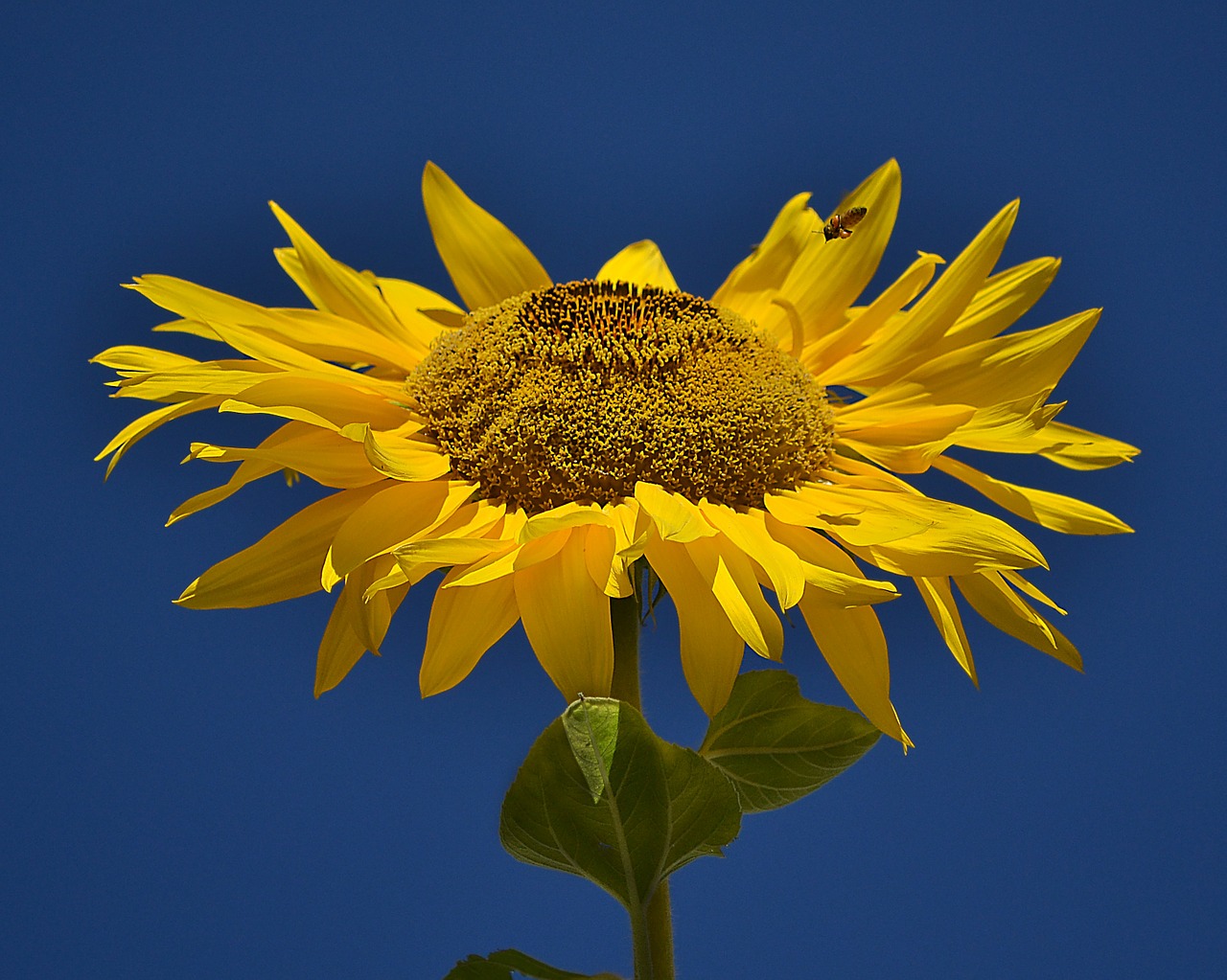 sunflower flower yellow free photo