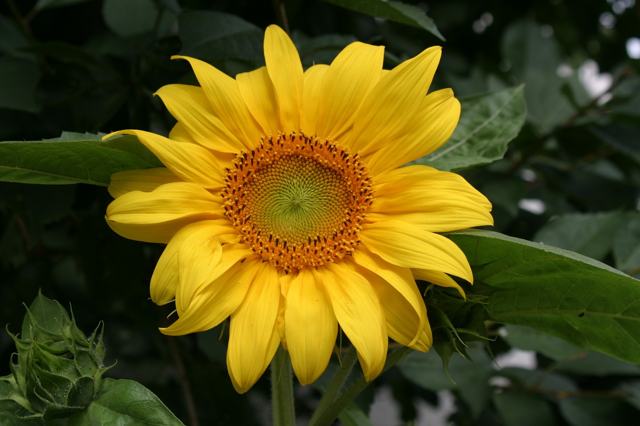 sunflower yellow flower nature free photo