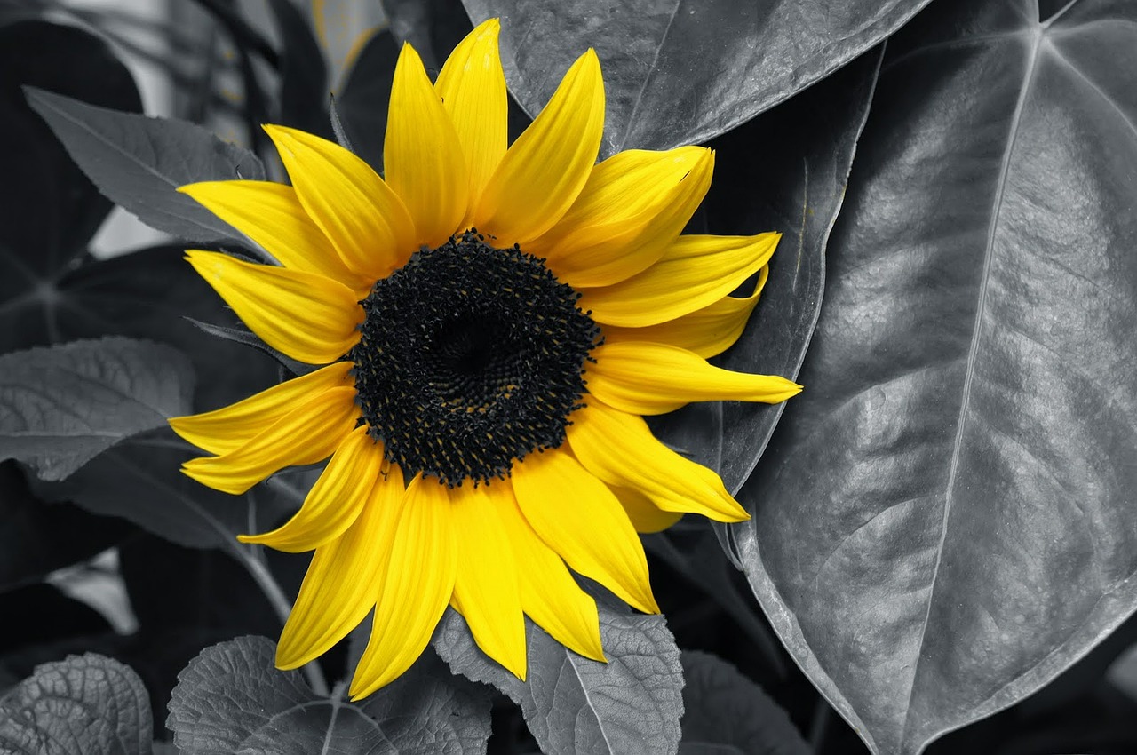 sunflower yellow black and white free photo