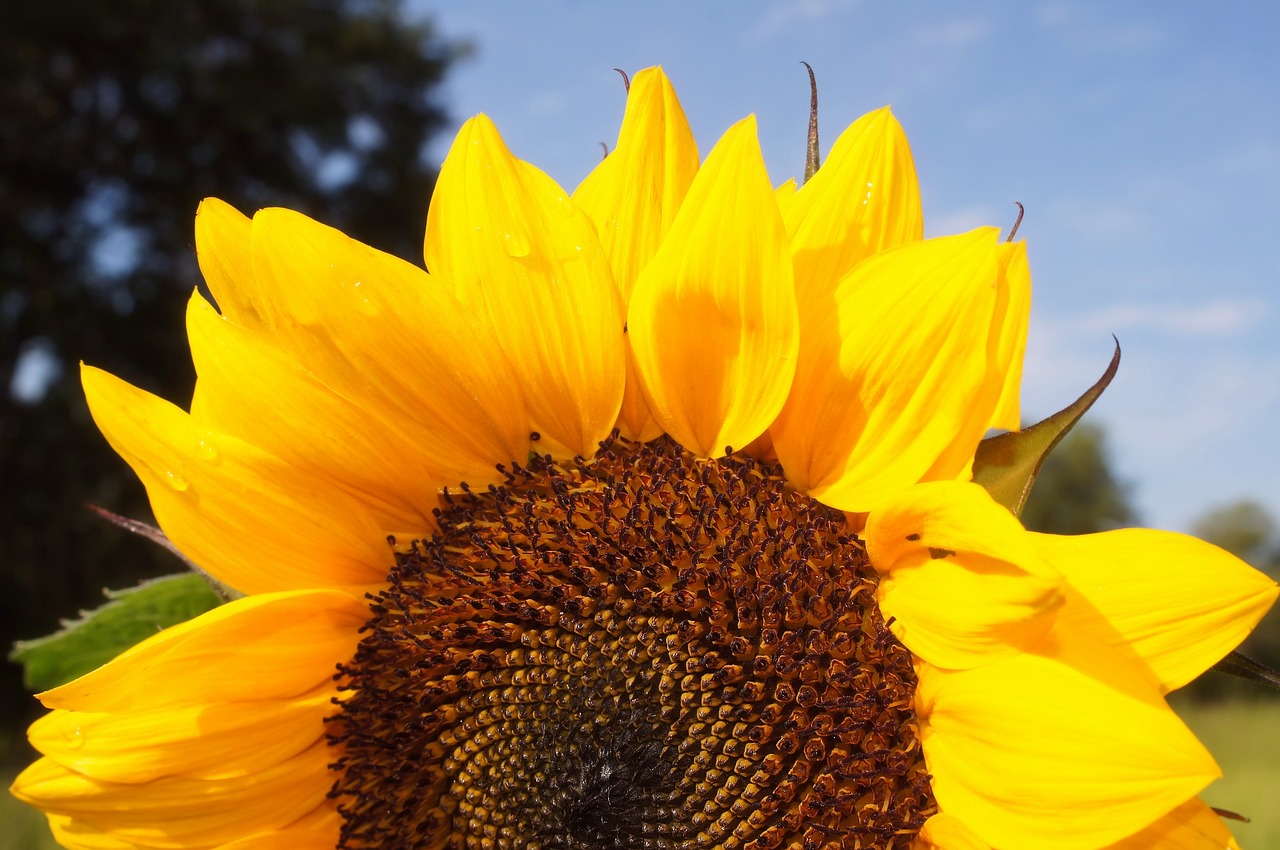 sunflower yellow sky free photo