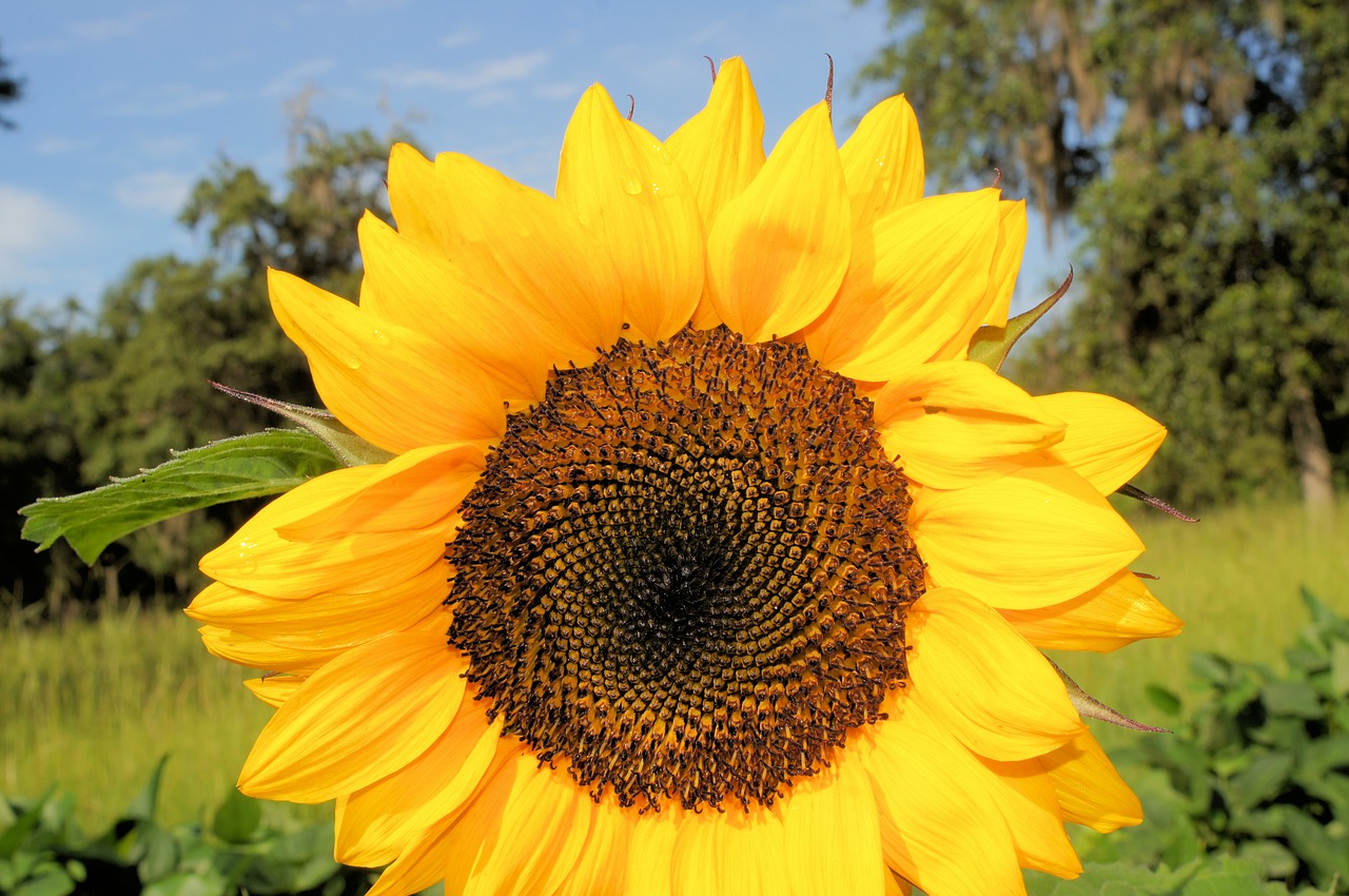 sunflower yellow sky free photo