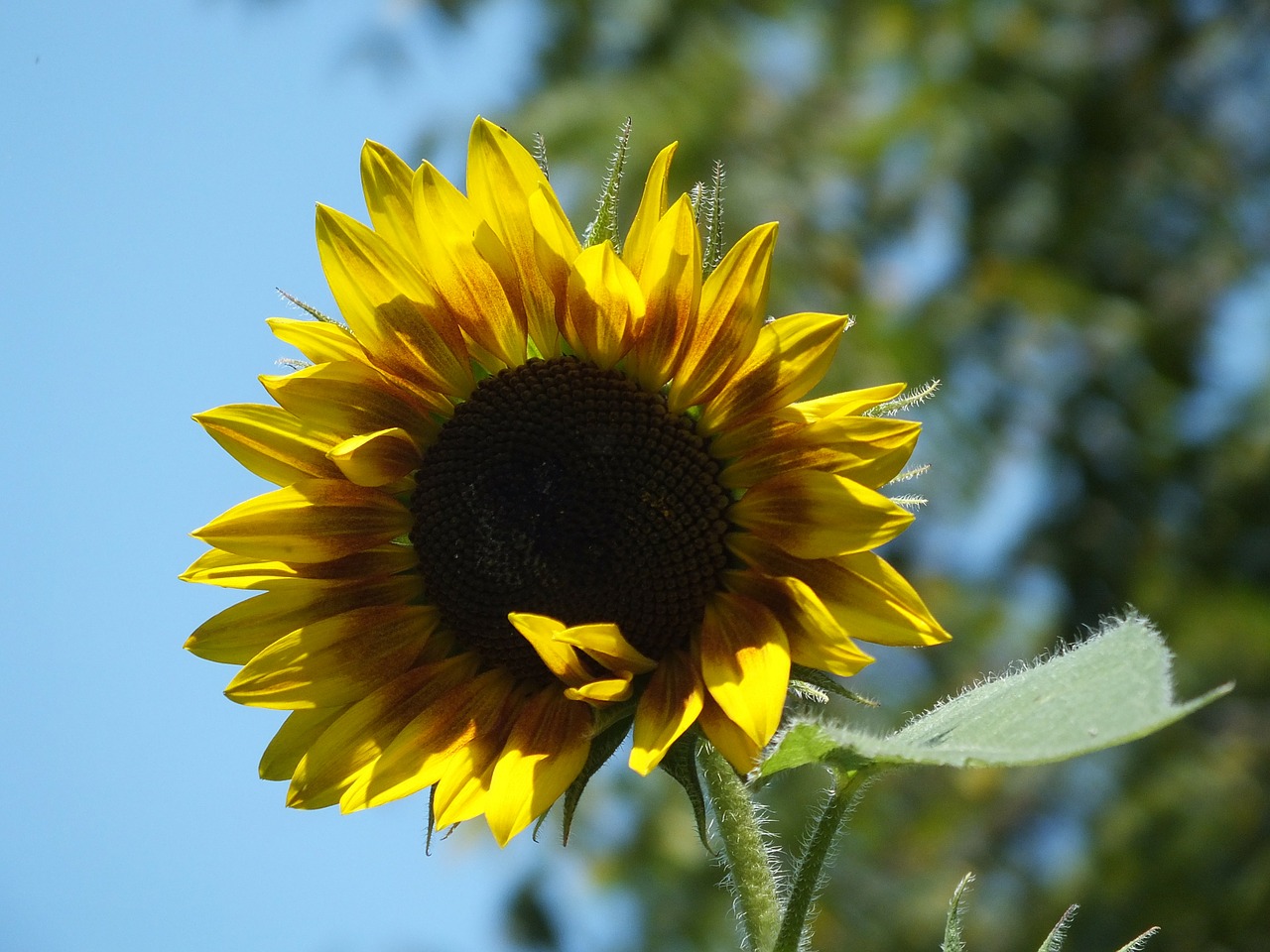 sunflower flower sky free photo