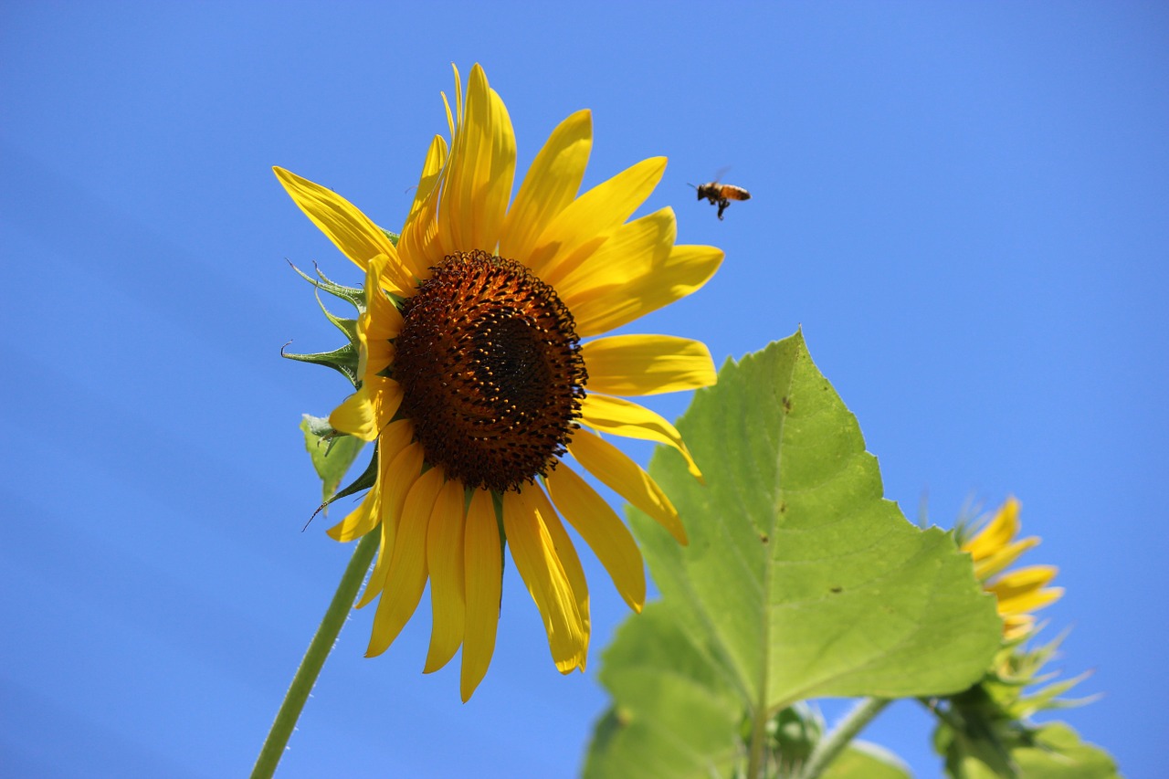 sunflower bee blue sky free photo