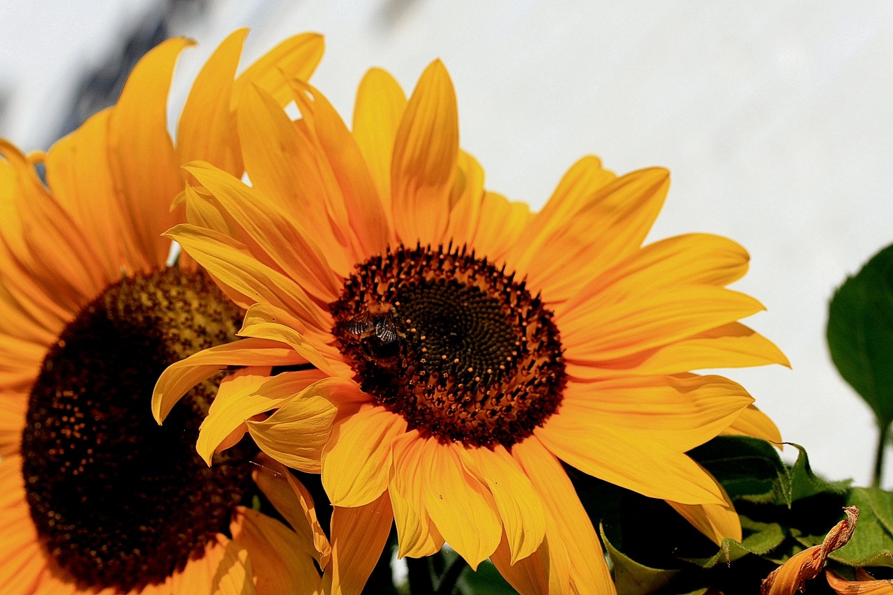 sunflower helianthus annuus composites free photo