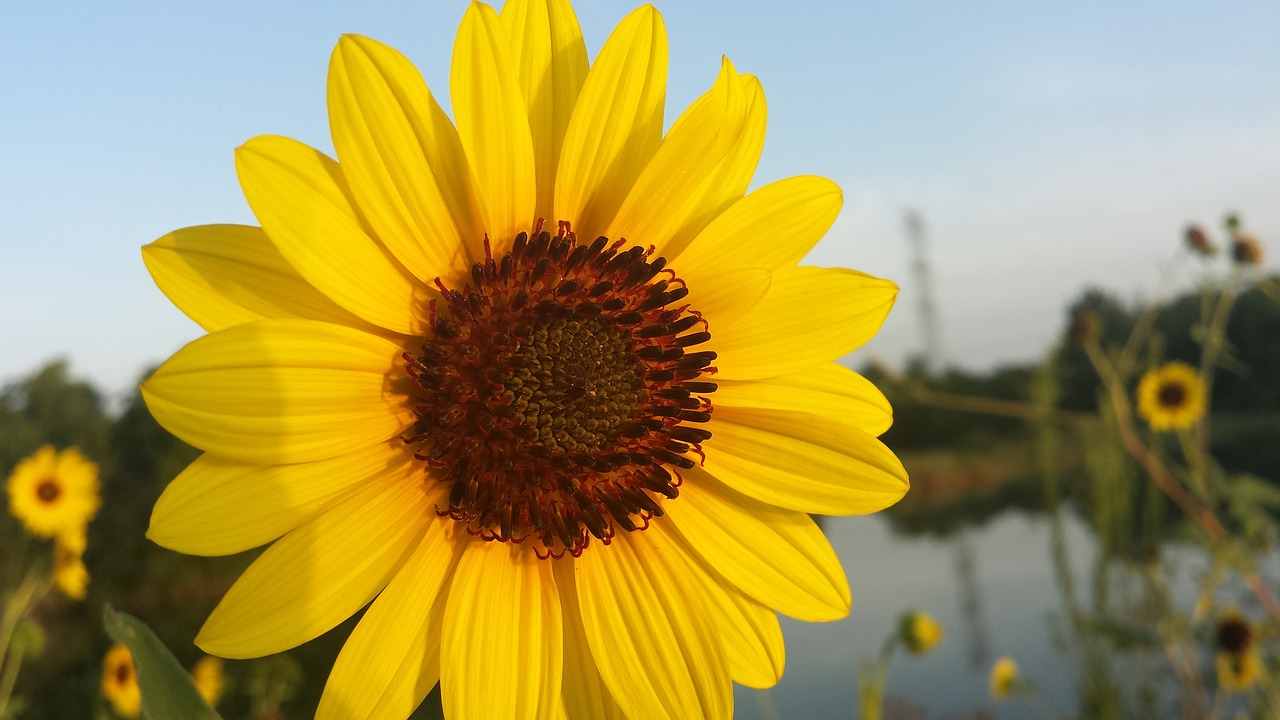 sunflower flower nature free photo