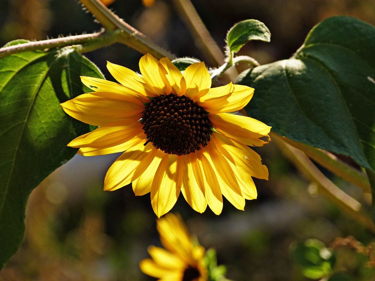 sunflower flower plant free photo