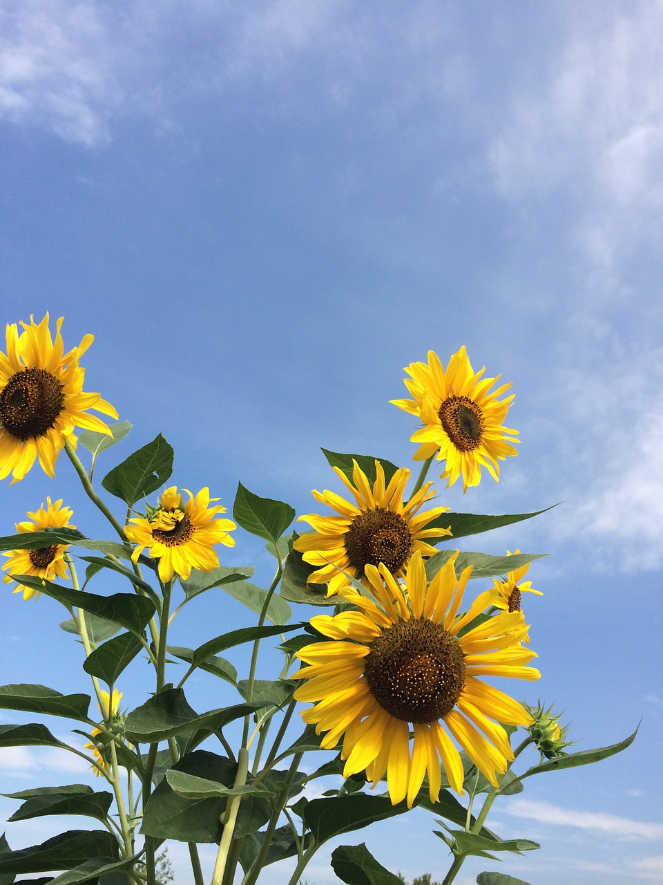 sunflower sky flowers free photo