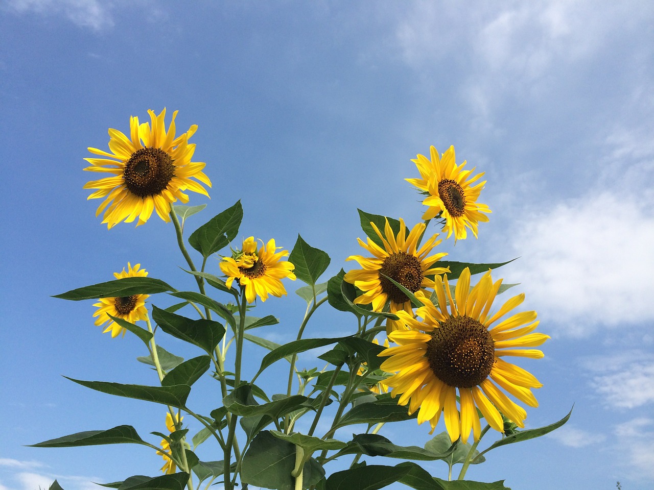 sunflower flowers yellow free photo