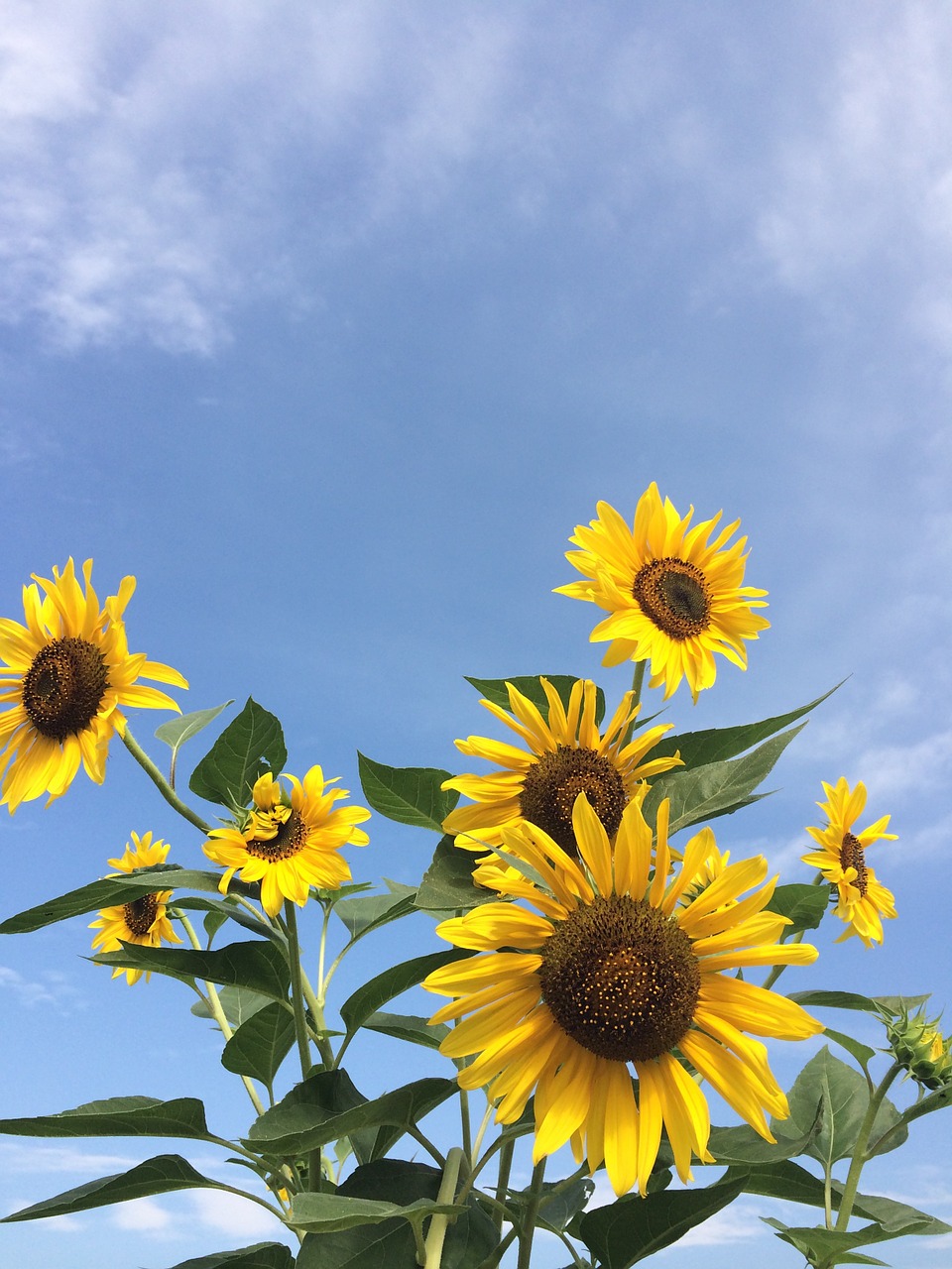 sunflower flowers yellow free photo