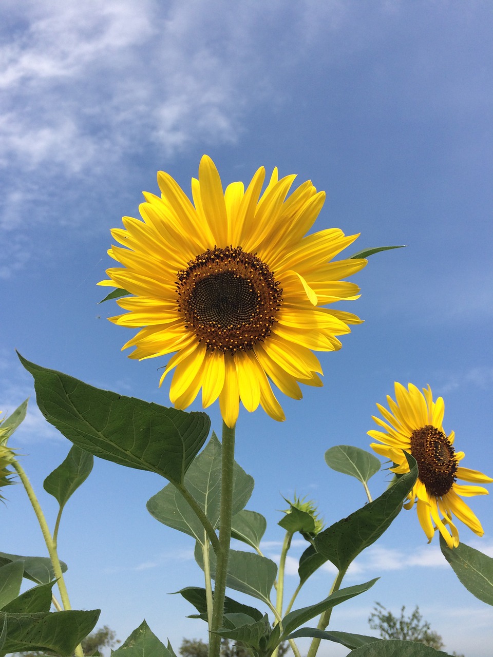 sunflower flowers yellow free photo