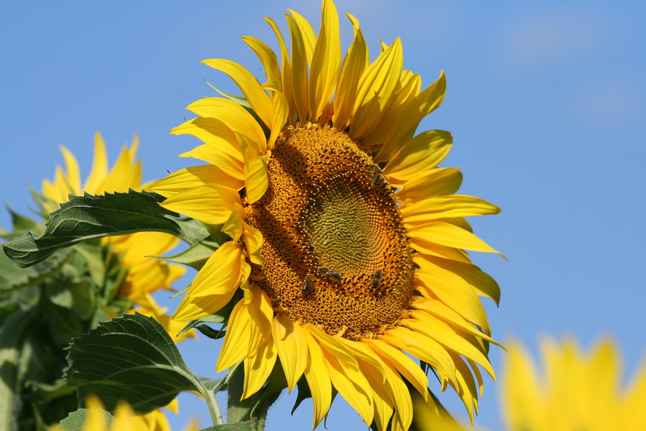 sunflower blue yellow free photo