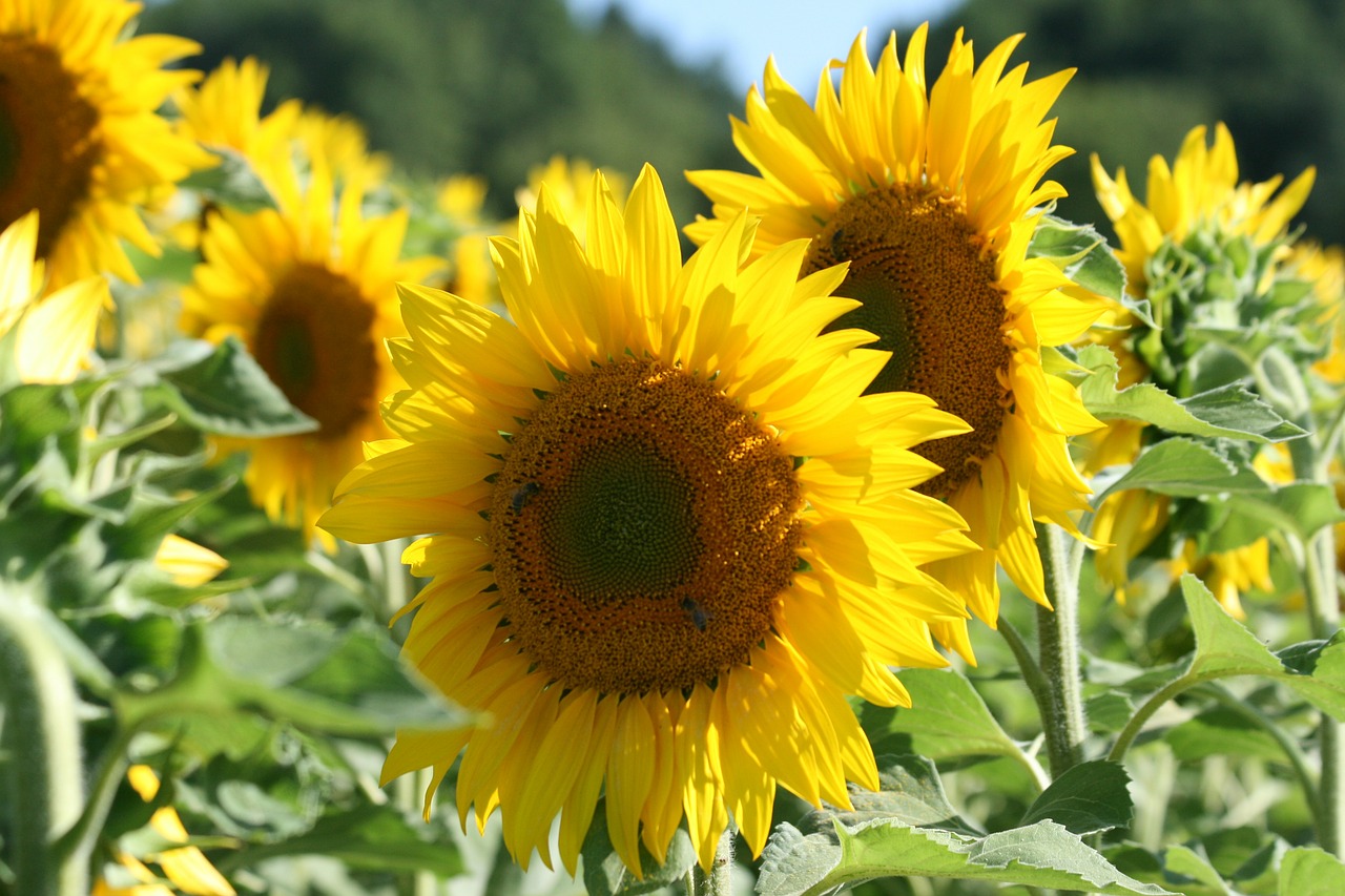 sunflower yellow flower free photo