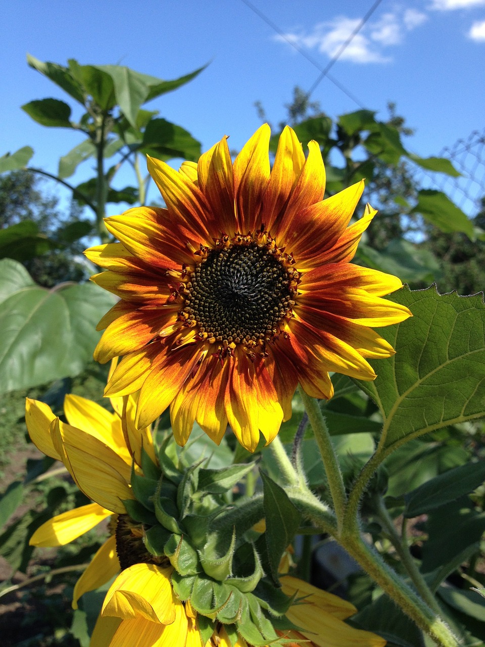 sunflower plant summer free photo