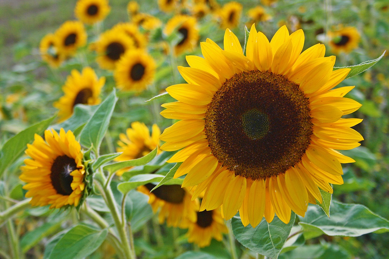 sunflower flowers yellow free photo