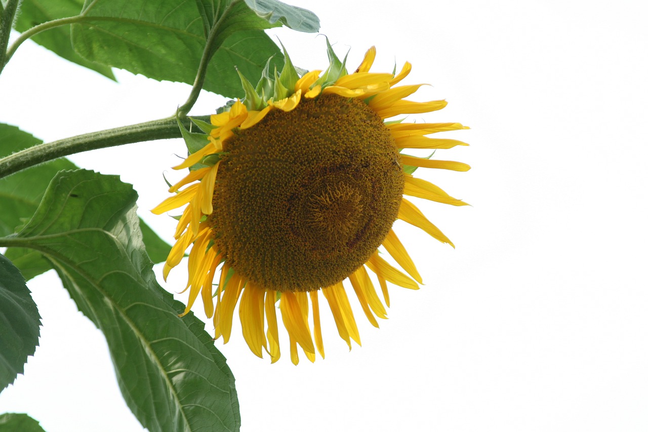 sunflower flowers summer free photo