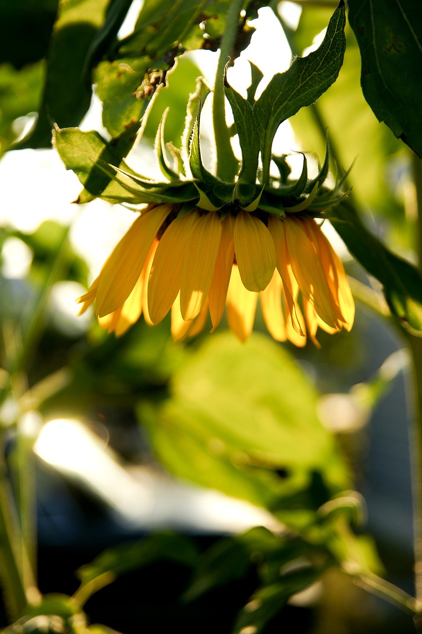 sunflower plants sunshine free photo