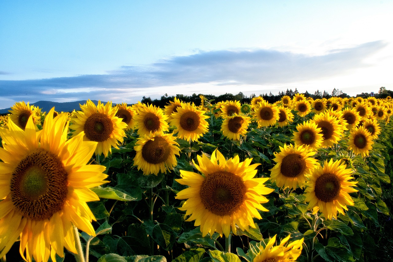 sunflower yellow flowers free photo