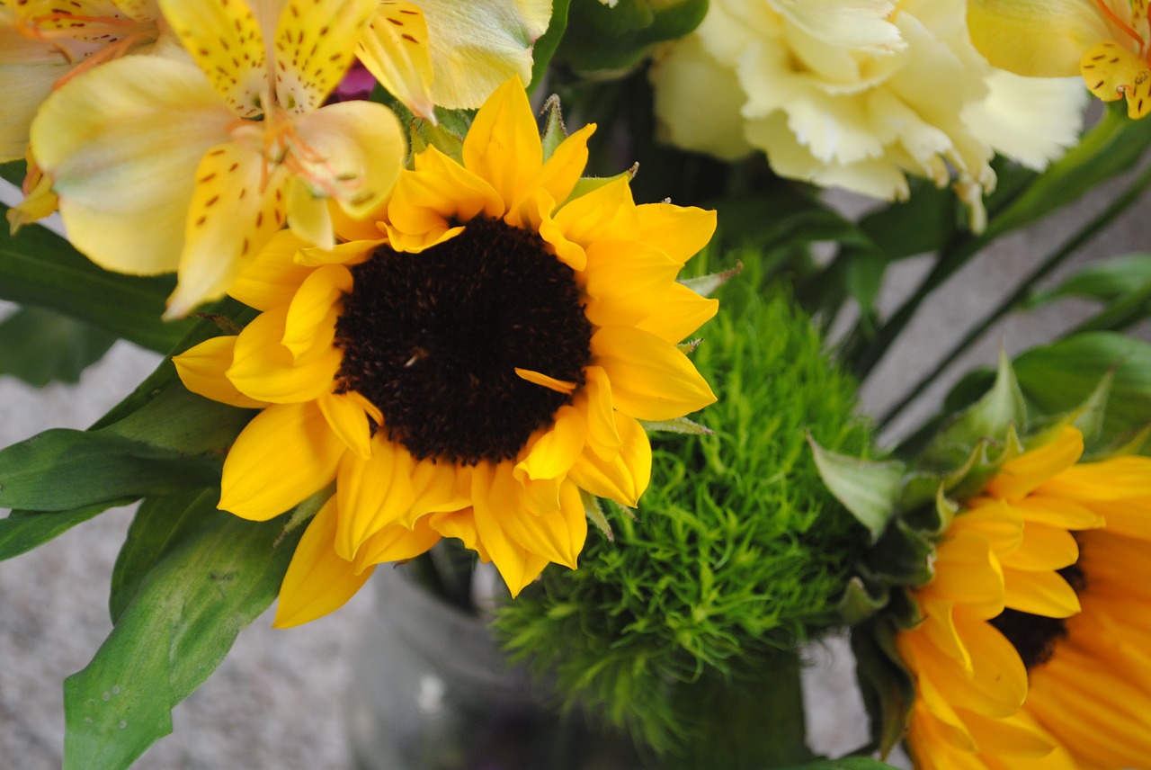 sunflower yellow flower free photo