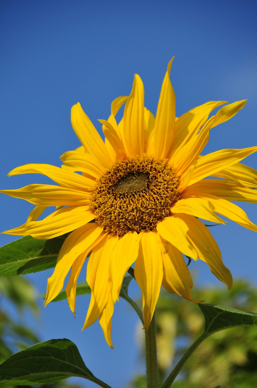 sunflower sky leaves free photo