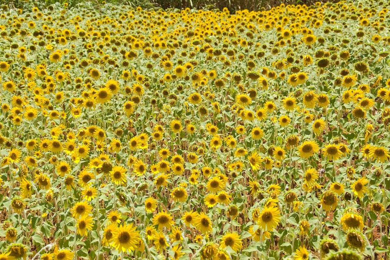 sunflower flower garden summer free photo