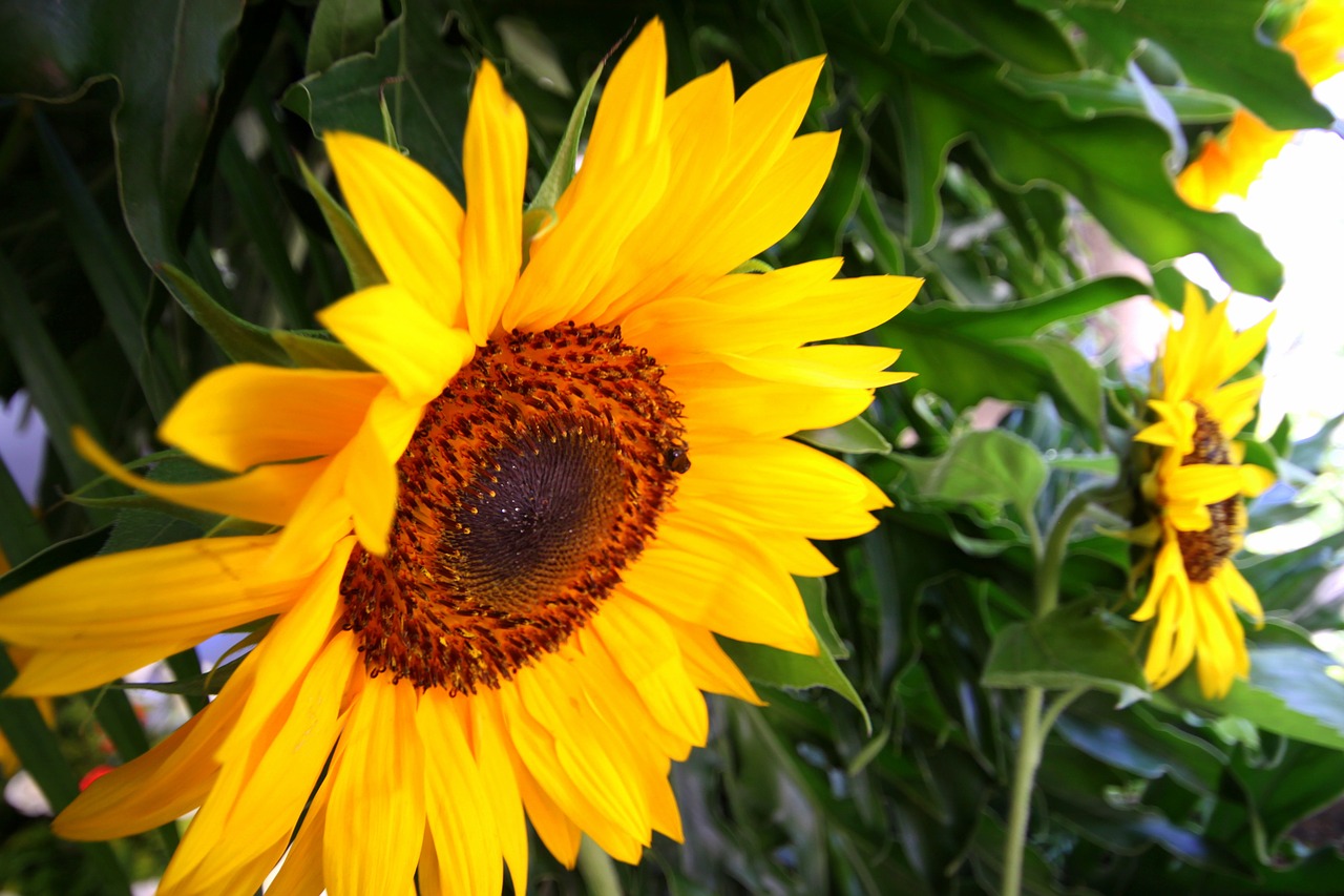 sunflower flower yellow free photo