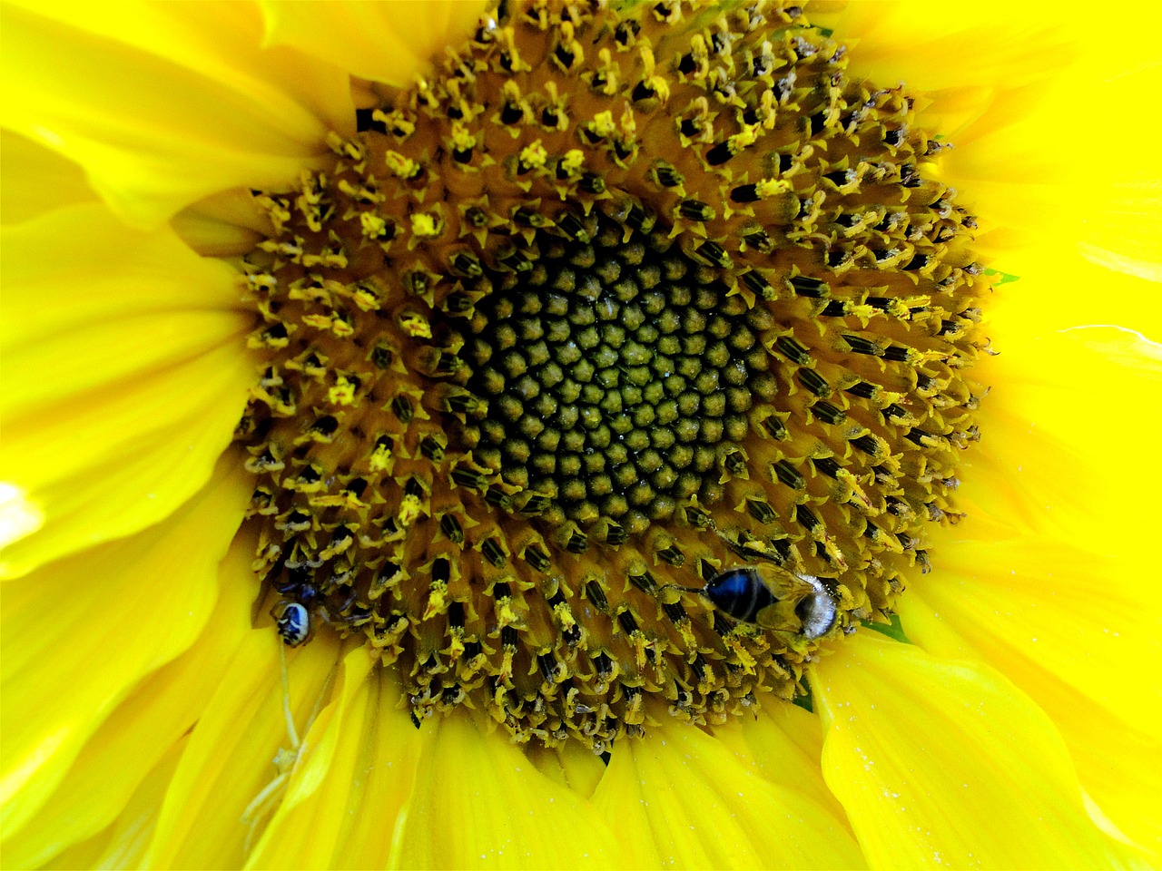 sunflower flowers wildlife free photo