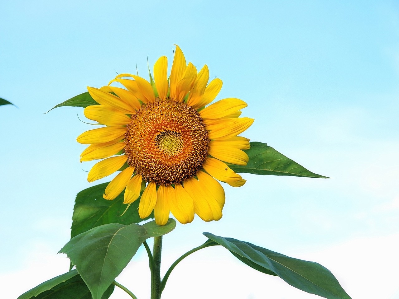 sunflower sky summer free photo