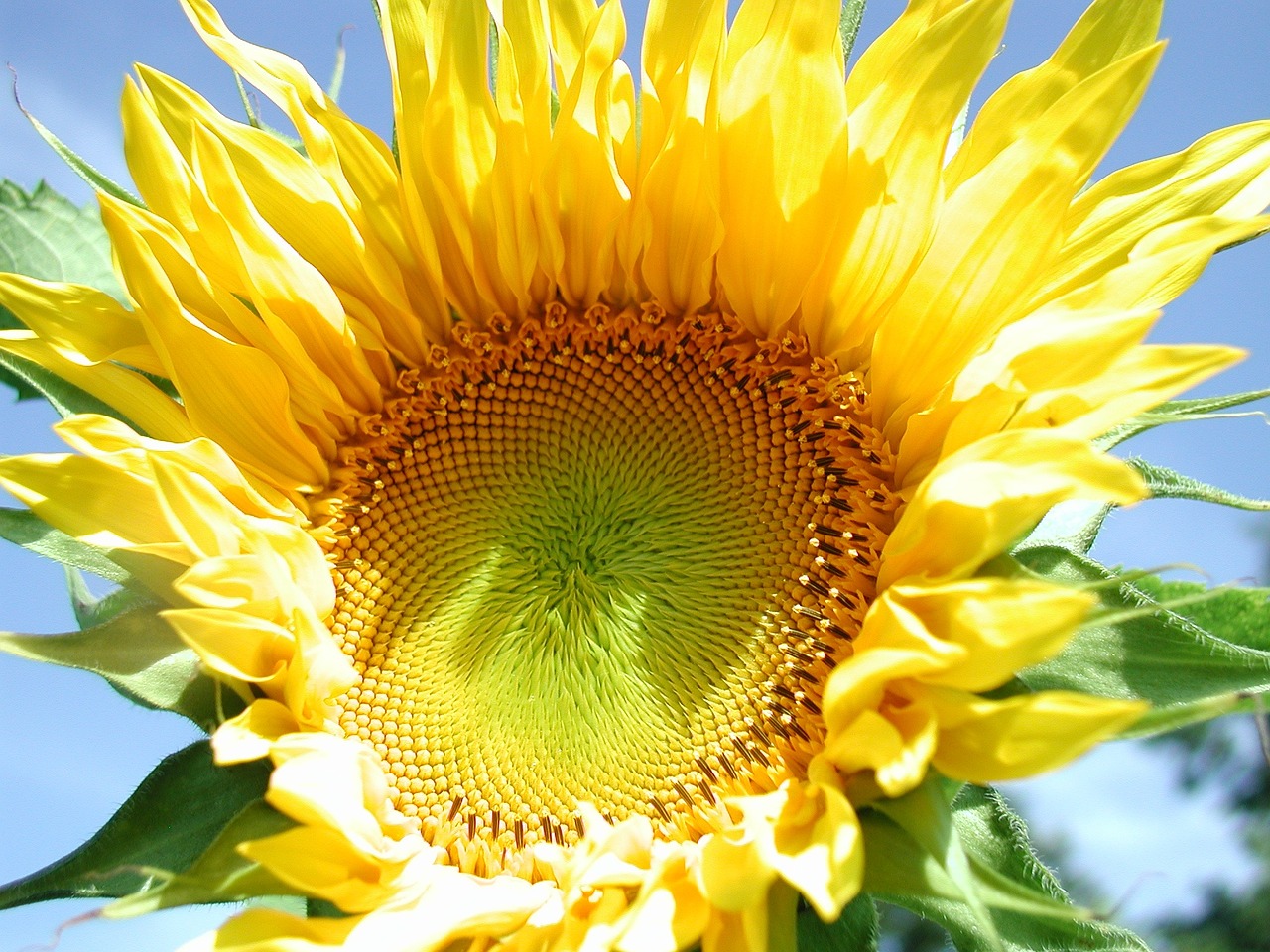 sunflower yellow bloom free photo