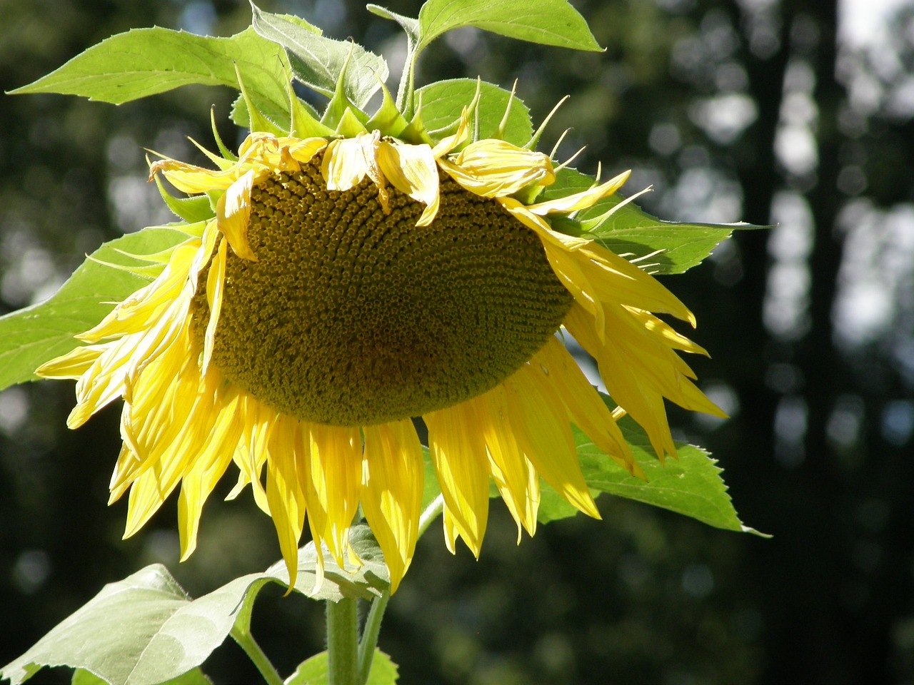 sunflower sun flower free photo