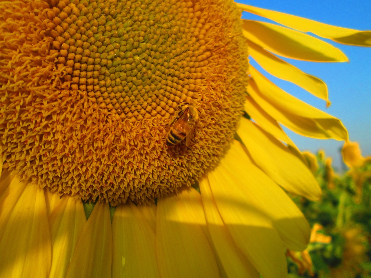 sunflower yellow plant free photo