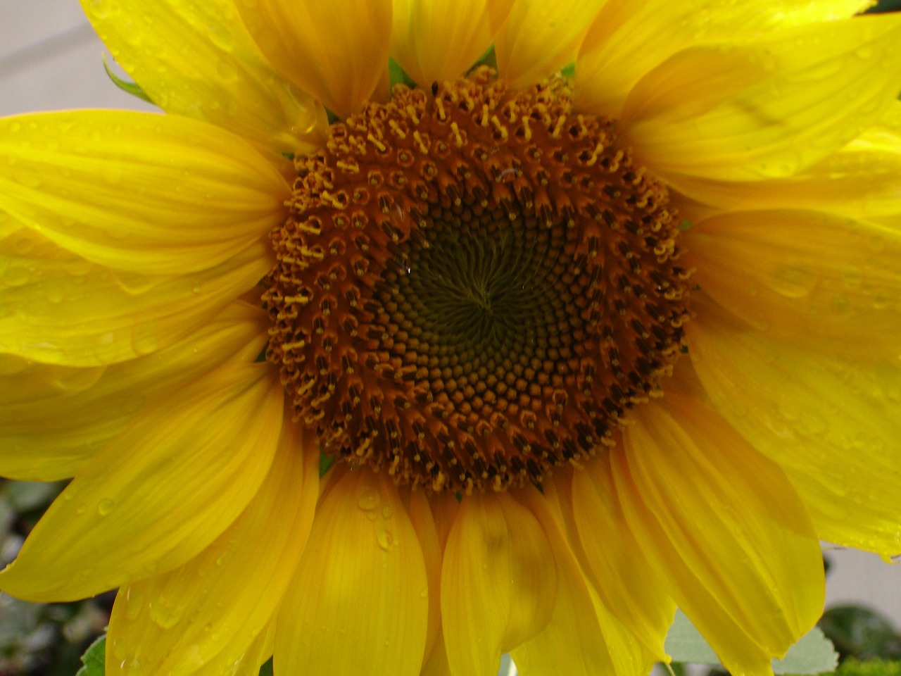 sunflower flower yellow free photo