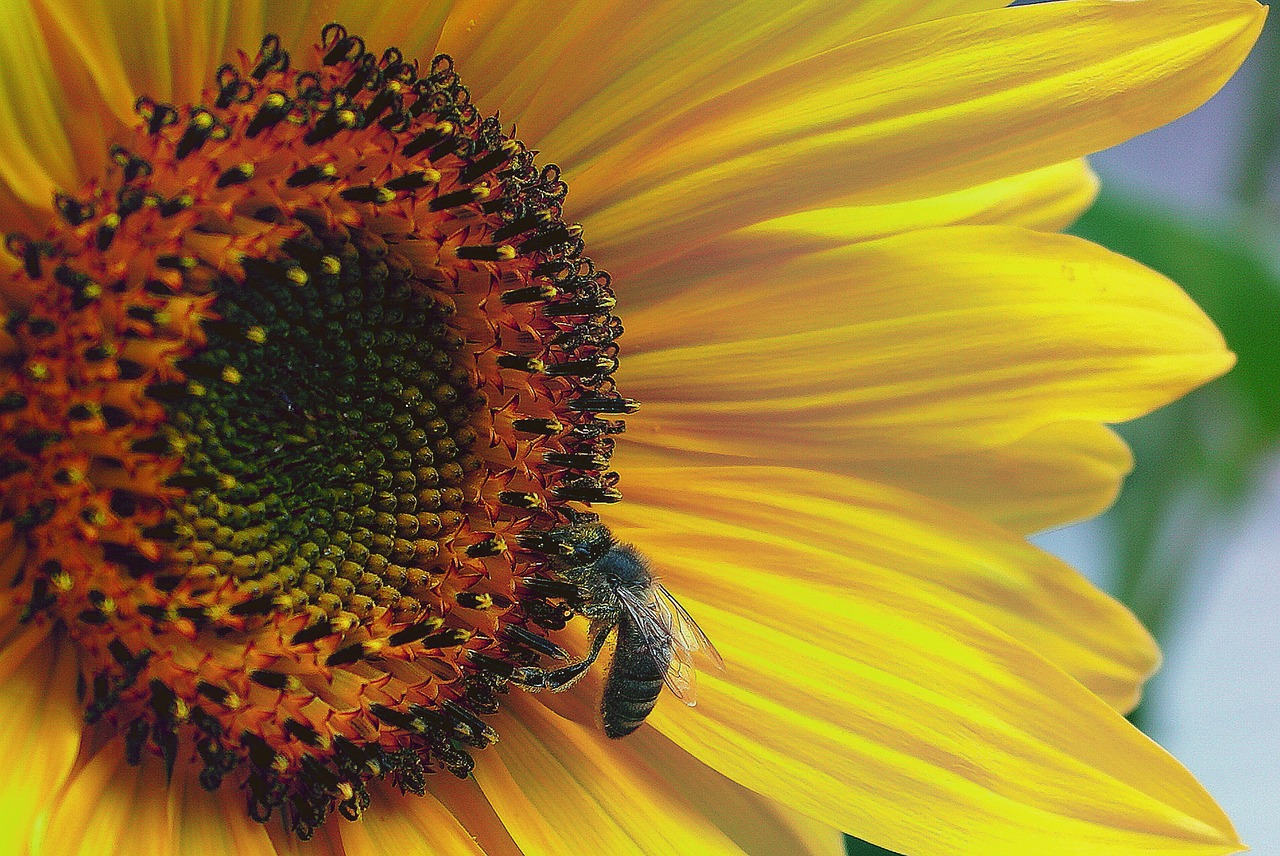 sunflower interior sunflower flower free photo