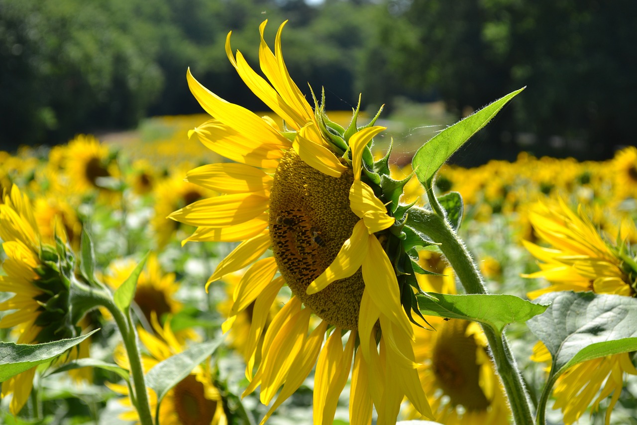 sunflower big flower field of sunflowers free photo