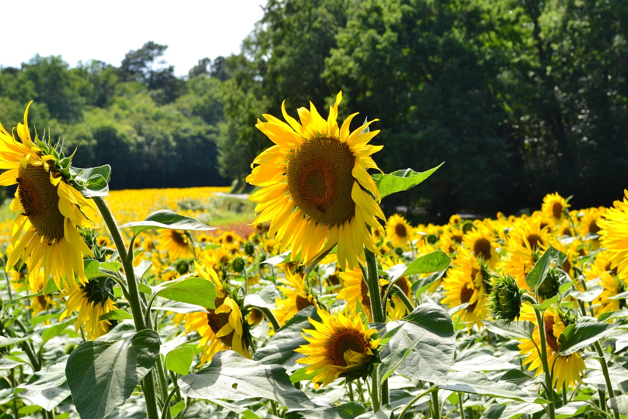 sunflower big flower field of sunflowers free photo