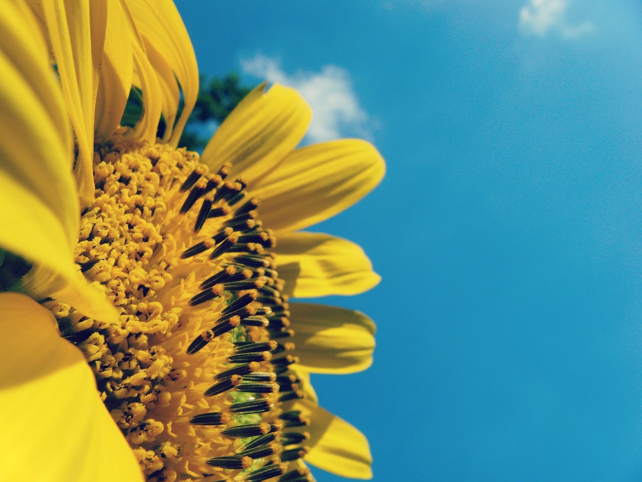 sunflower yellow summer free photo