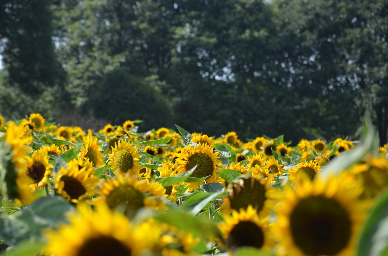 sunflower flower yellow free photo