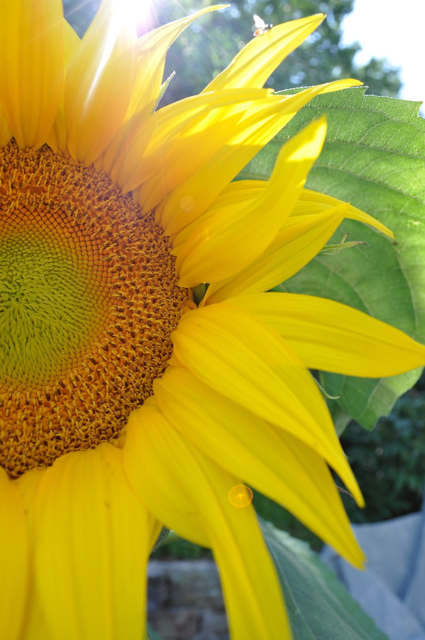 sunflower nature yellow free photo