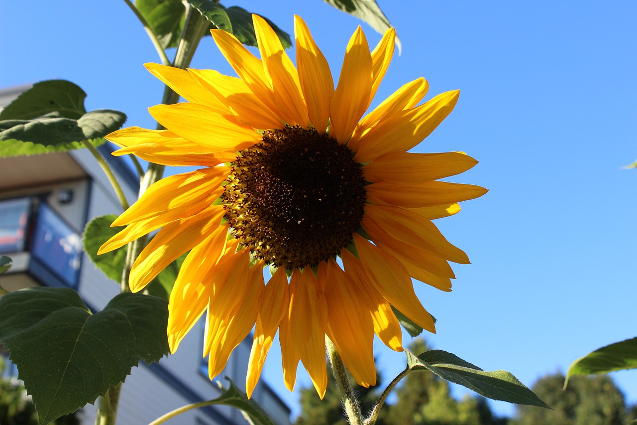 sunflower sky nature free photo