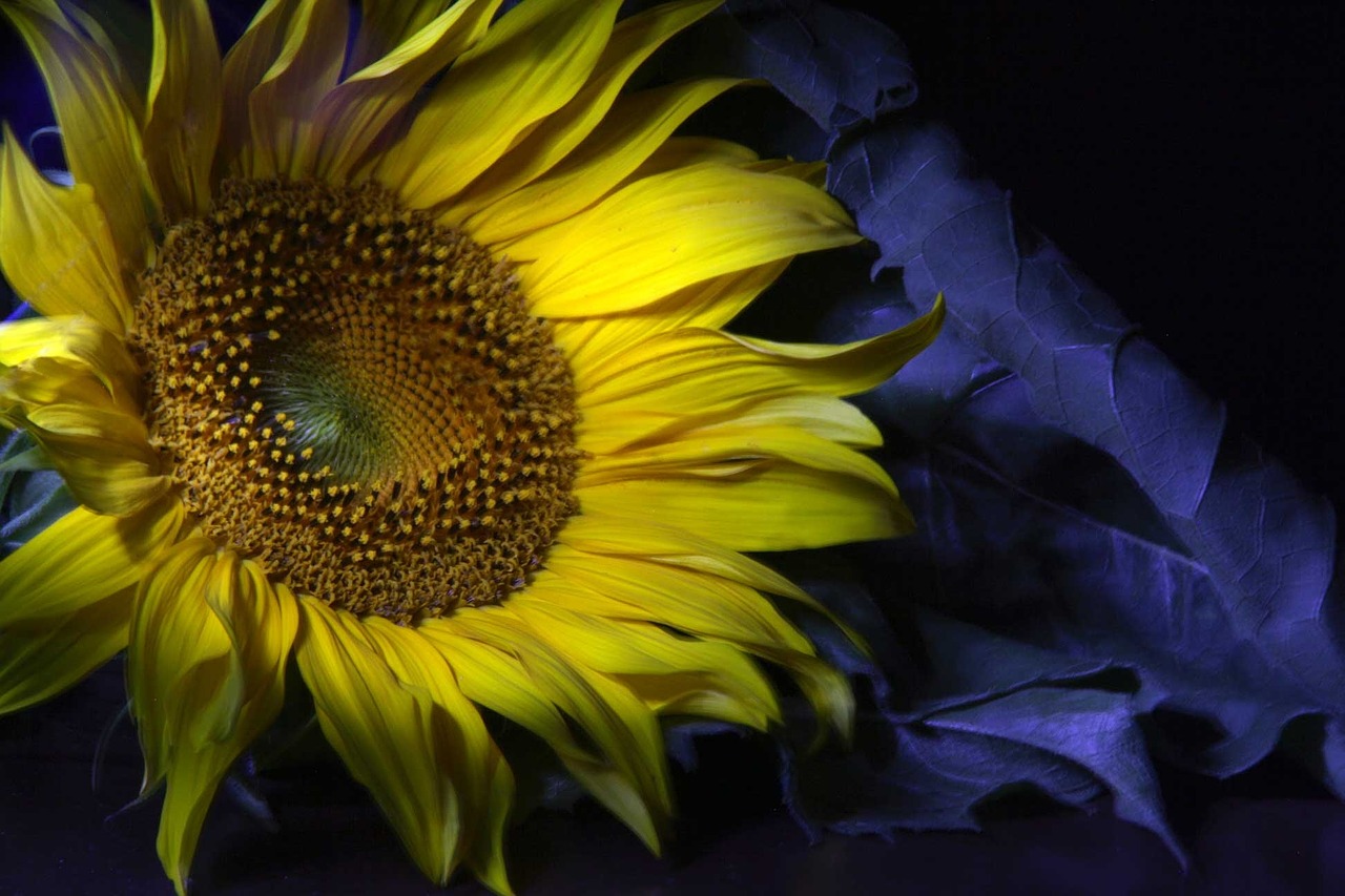 sunflower shadow flower free photo