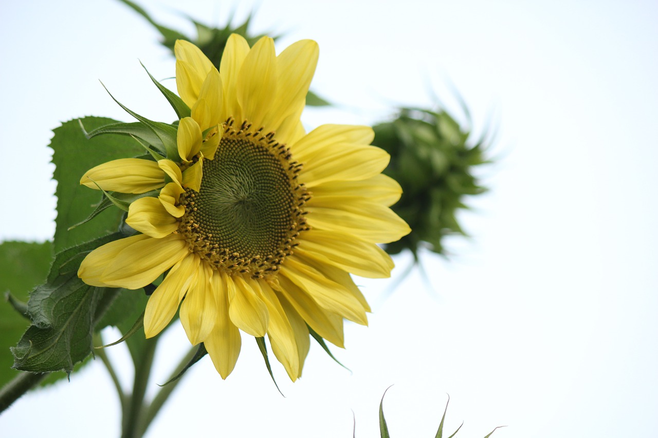 sunflower flower yellow free photo